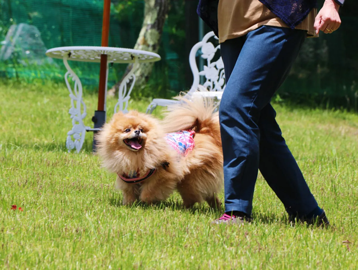 愛犬と泊まるドッグランプラン