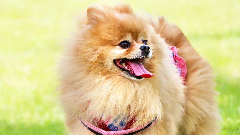 バンダナをつけた愛犬