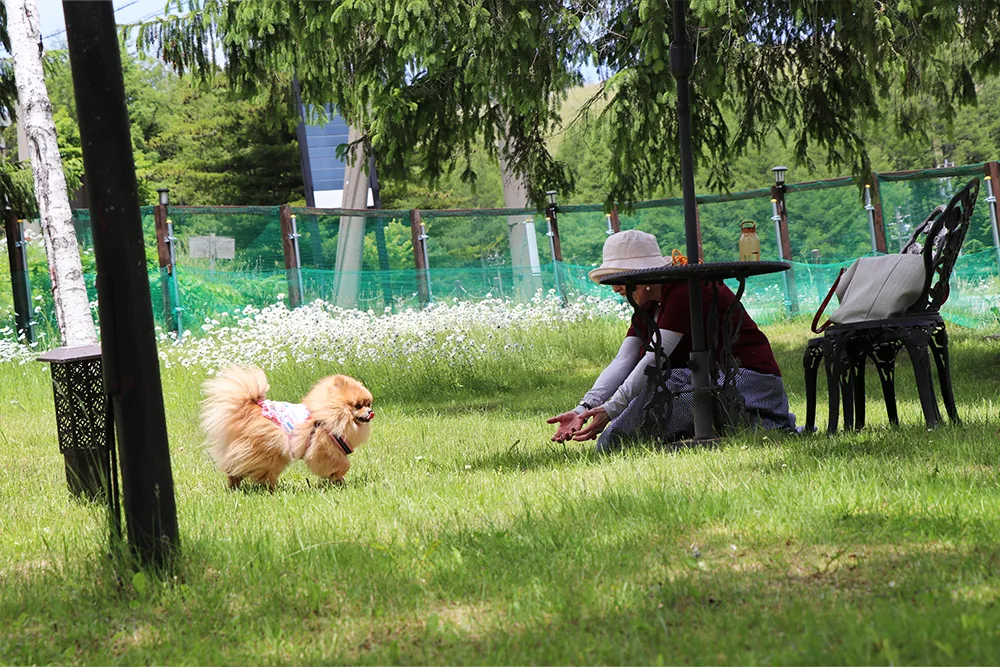 ドッグランで過ごす愛犬4