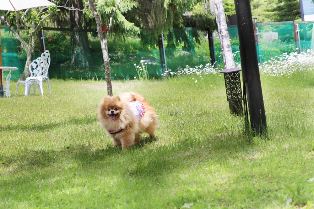 ドッグランで過ごす愛犬5