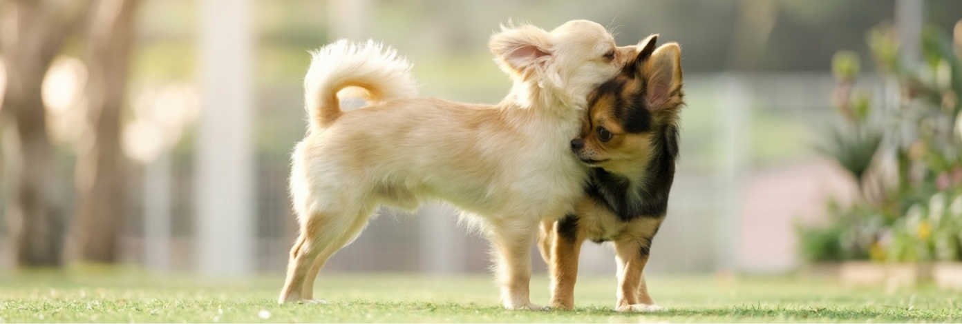 車山高原を駆ける愛犬