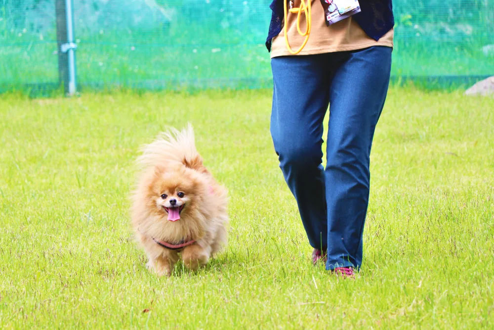 愛犬と過ごす家族
