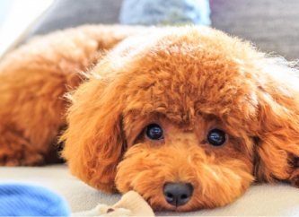 看板犬モカ、今日もお出迎え