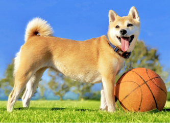 柴犬コンビ、ドッグランを満喫しました