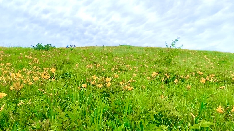 車山高原のニッコウキスゲが、いよいよ見頃を迎えました🌼